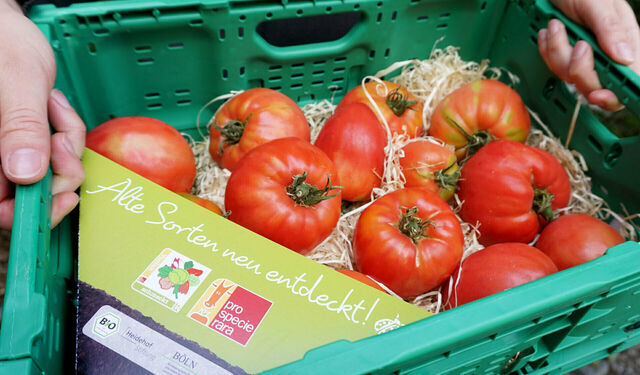 Kiste mit Ochsenherzen-Tomaten