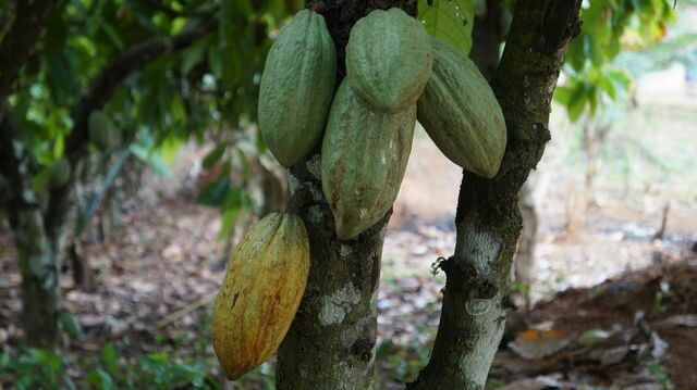 Kakaobaum auf einer Plantage in Ghana