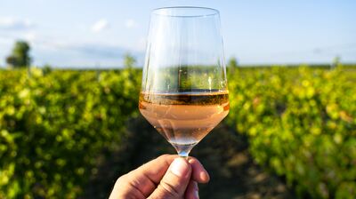 Eine Hand hält ein Weinglas vor Weinreben bei sonnigem Wetter