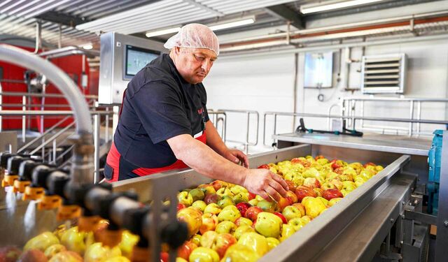 Ein Angestellter in der Firma Haus Rabenhorst sortiert Äpfel aus.