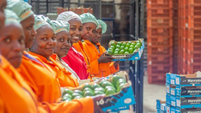 Angestellte eines kenianischen Avocado-Lieferanten