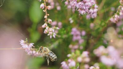 Biene sammelt Nektar in der Heide