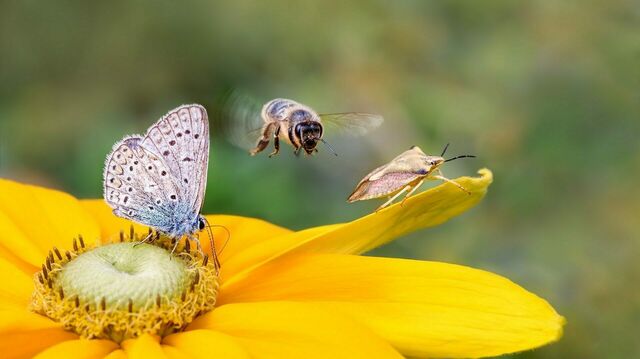 Schmetterling und Biene an gelber Blüte