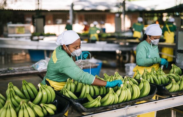 Mitarbeiterinnen von Fairtrade-Bananenplantage