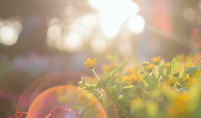 Gelbe Blumen im Sonnenlicht