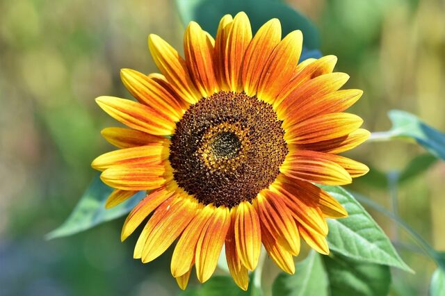 Blühende Sonnenblume