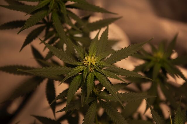 Marihuana-Pflanzen