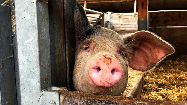 Ein Schwein schaut aus einem Stalltor heraus.