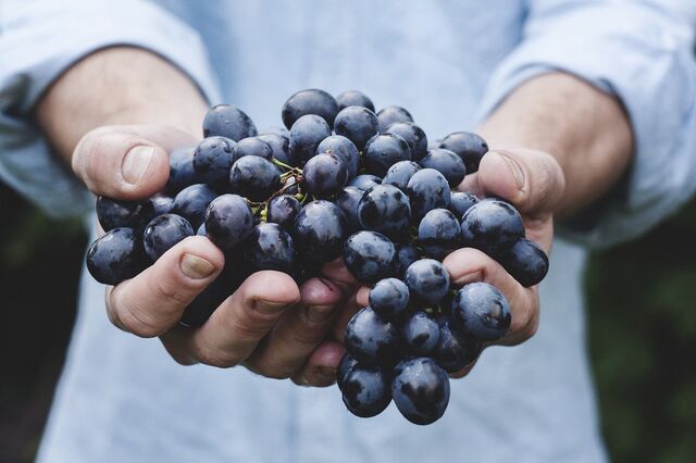 Two hands holding blue grapes