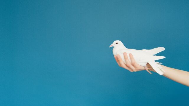 Jemand hält eine weiße Taube in der Hand vor einem blauen Hintergrund.