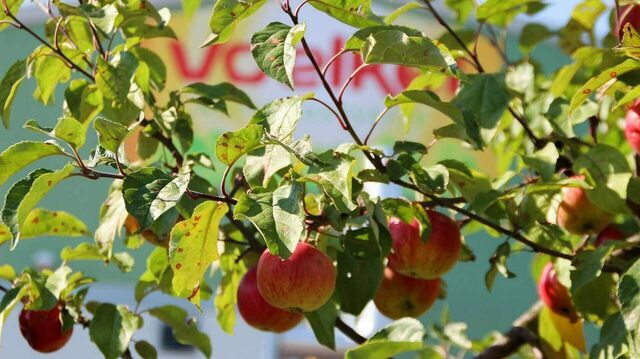 Voelkels Produktionshalle durch das Geäst eines Apfelbaums hindurch fotografiert