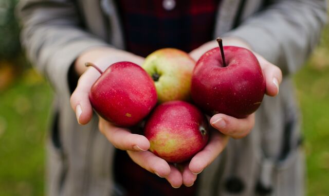 Jemand hält verschiedene rote Äpfel in den Händen