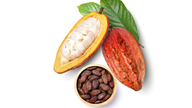 Eine Kakaobohne halbiert in Großaufnahme, darunter eine Schale mit ganzen Kakaobohnen